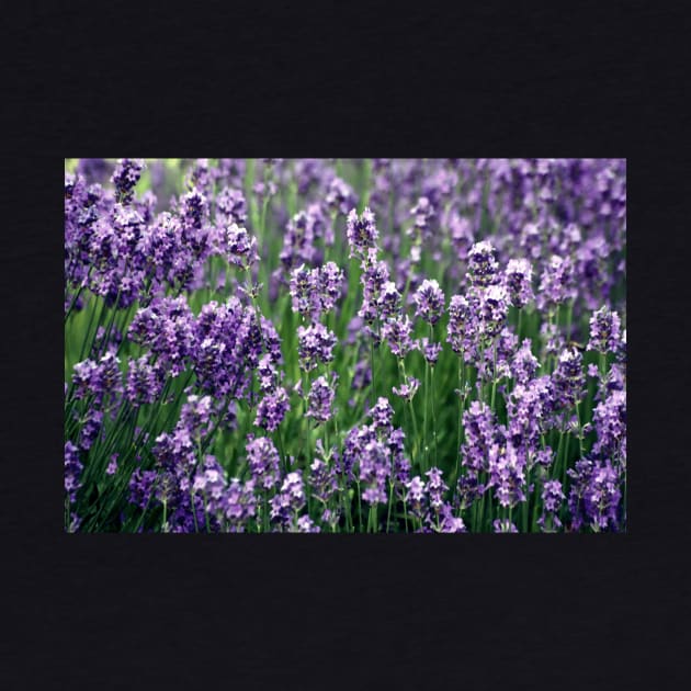 Violet flower fields by k-creatif